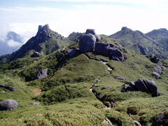 屋久島の自然